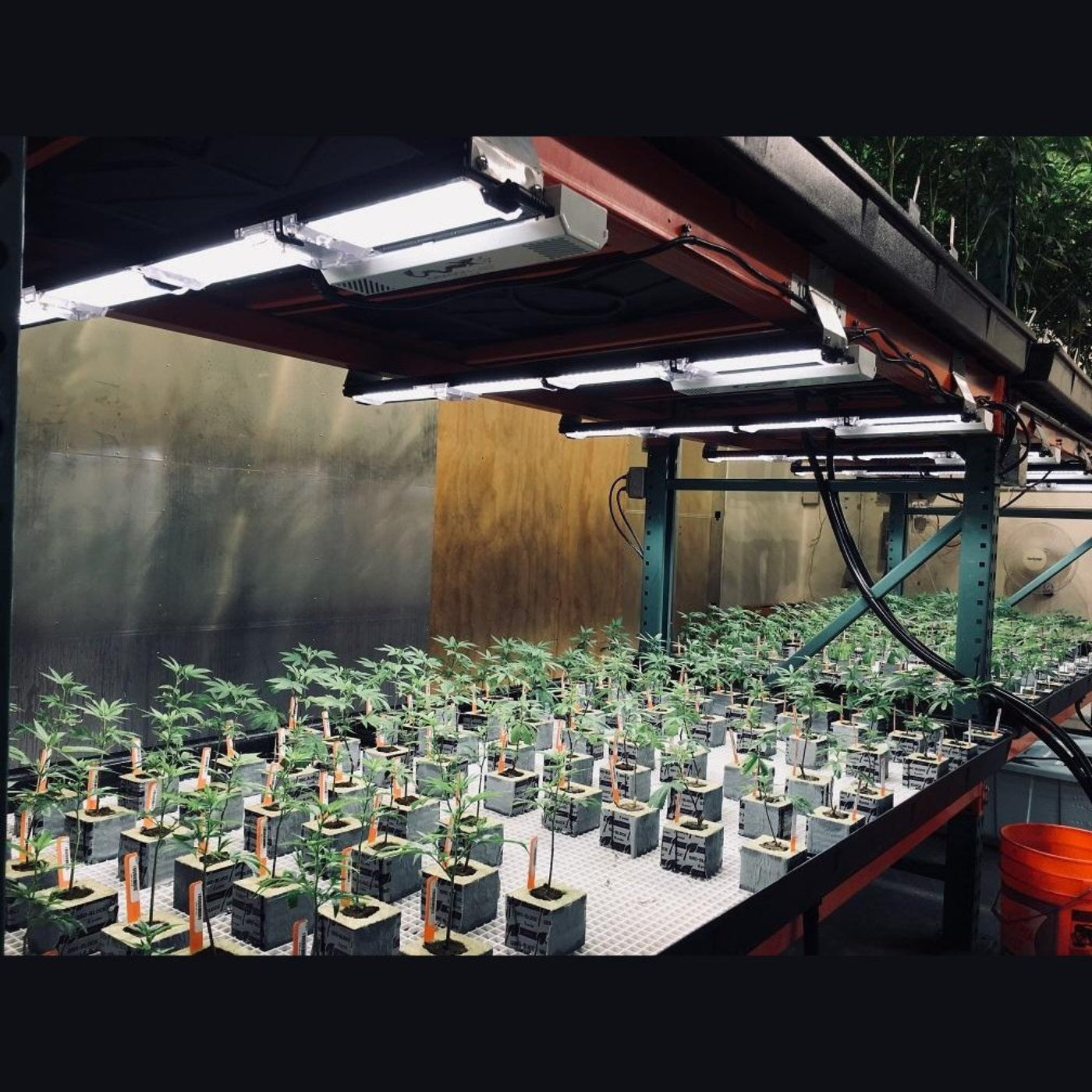 Scynce LED Raging Kale II